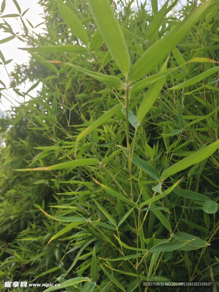 茂盛的綠色植物景觀