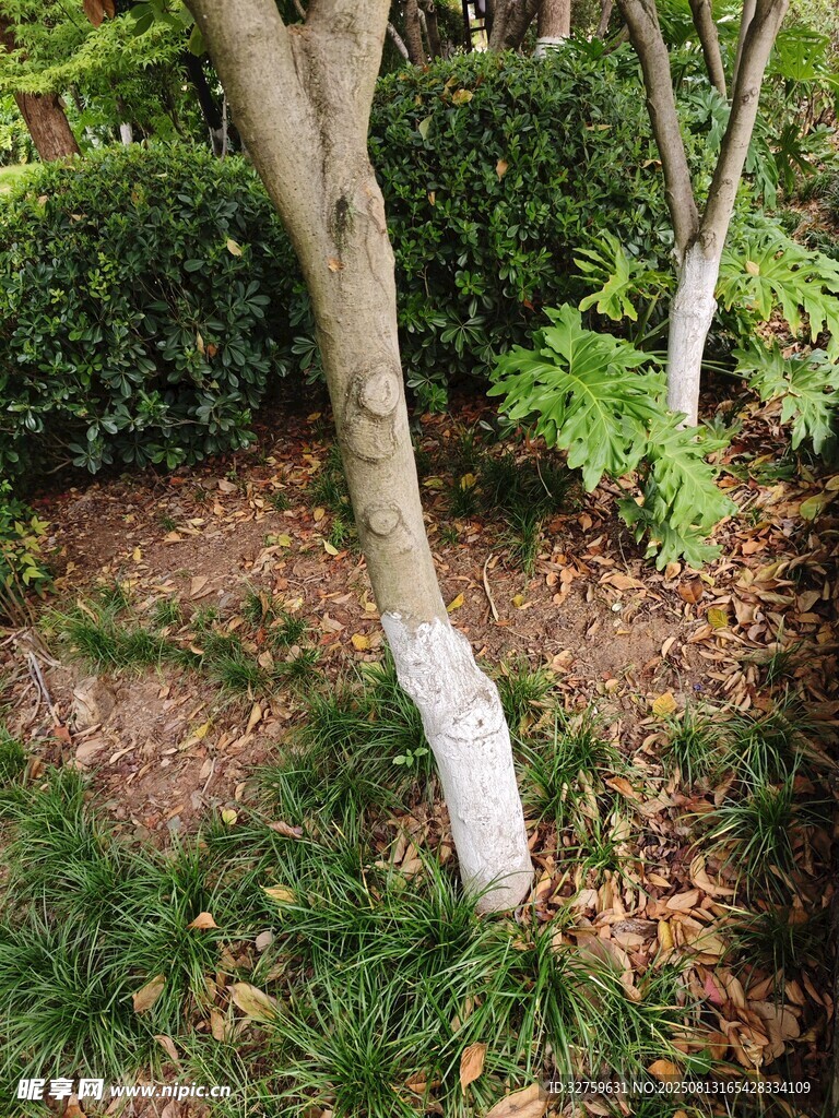 樹干涂白的園林植物景觀