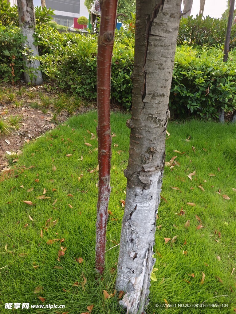 樹干涂白的綠植景觀