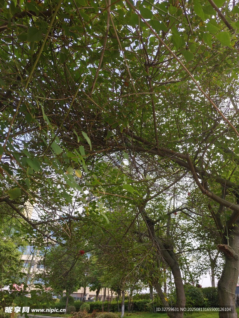 綠蔭下的靜謐公園景致