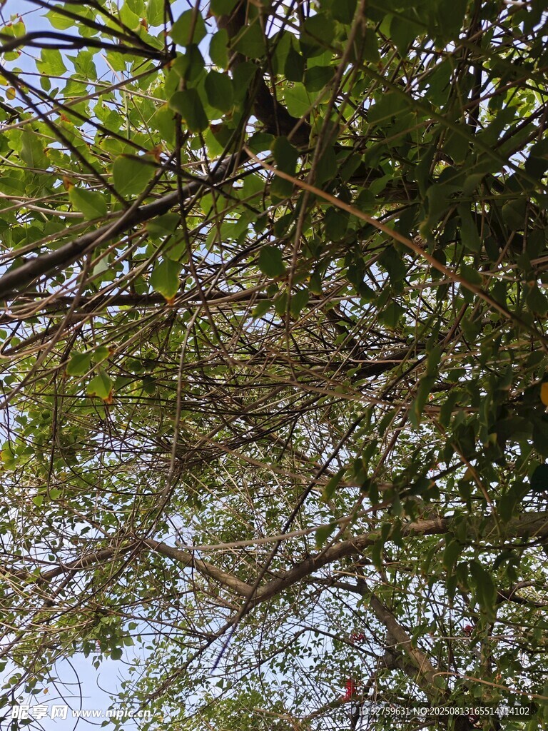 仰視蔥郁樹枝與藍天