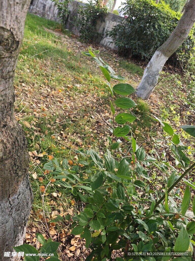 戶外樹(shù)下綠植自然景象