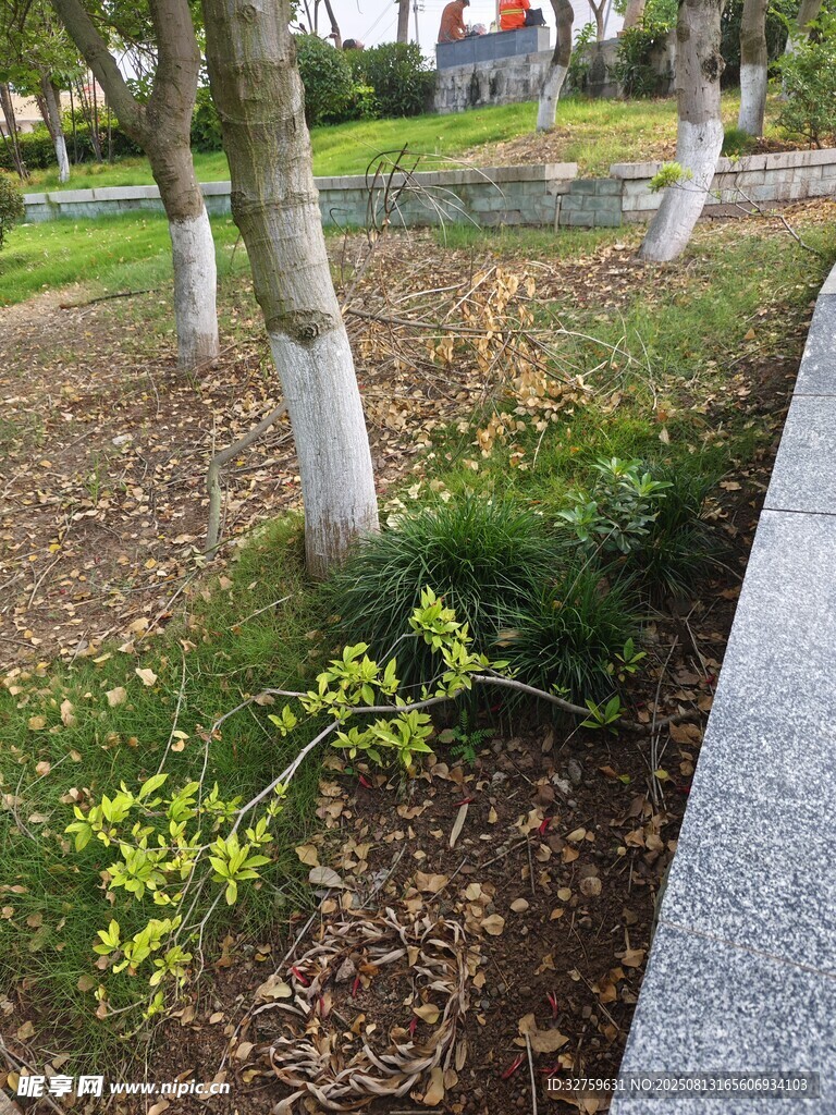 城市街道邊的綠植景觀