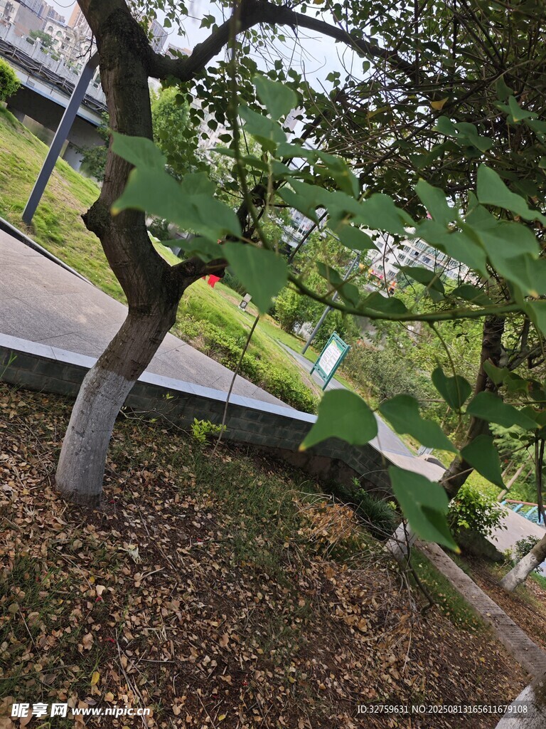 路邊彎曲樹木與繁茂枝葉