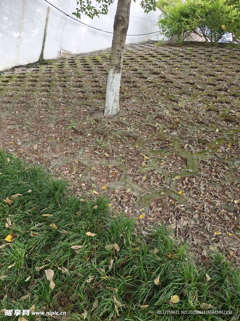 整齊排列的樹木與草地