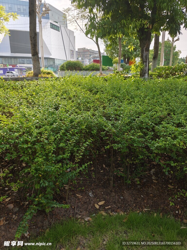 城市中蔥郁的綠植景觀