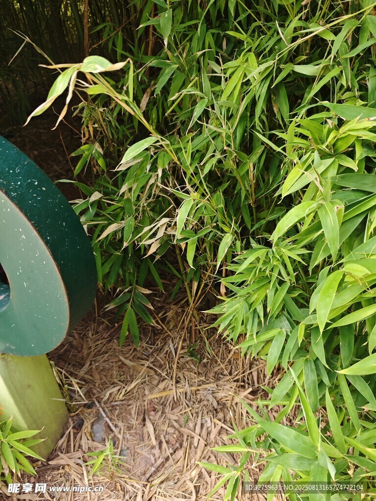 綠葉繁茂的植物景觀
