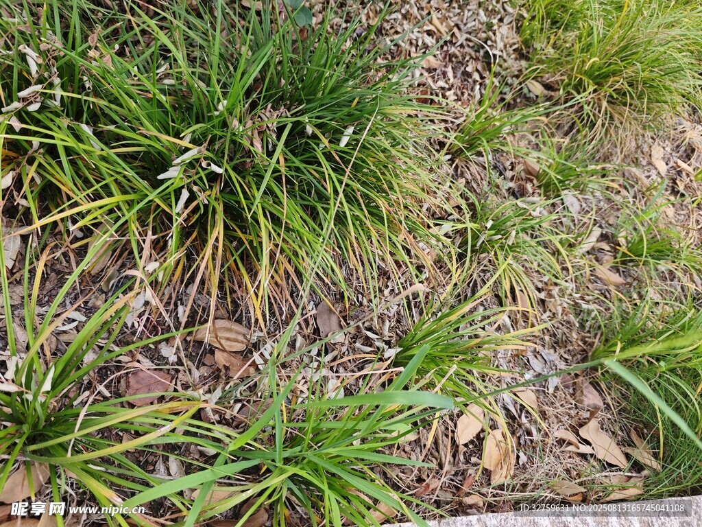 戶外草地植物景觀