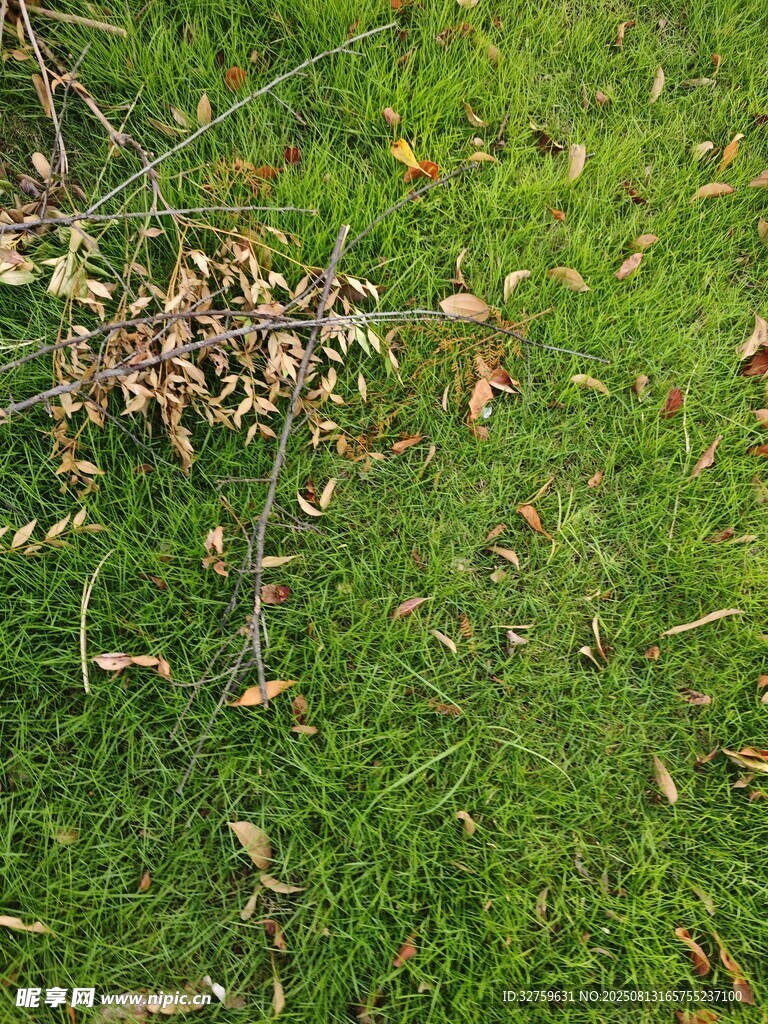草地上的枯葉