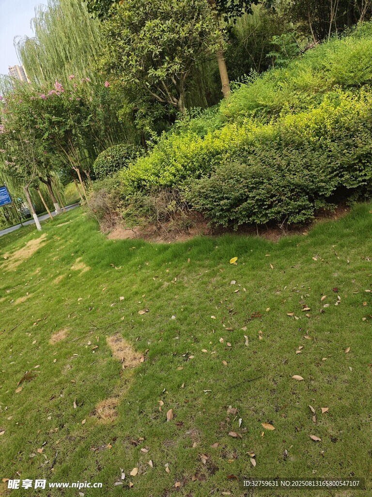 綠意盎然的戶外草坪景觀