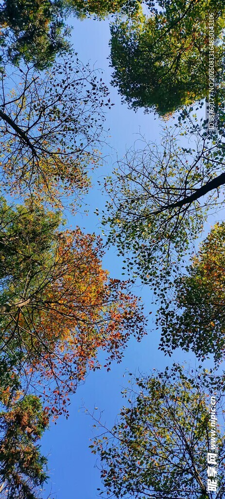 仰觀秋日斑斕樹林