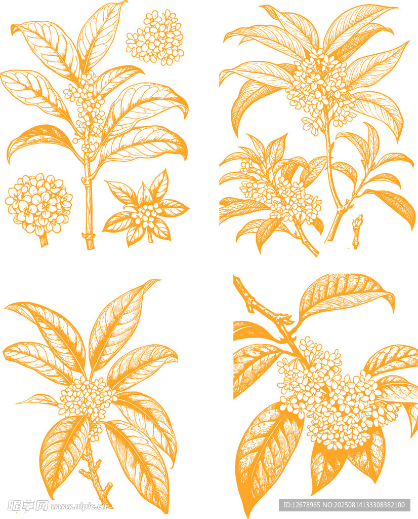 金色桂花矢量線條插畫