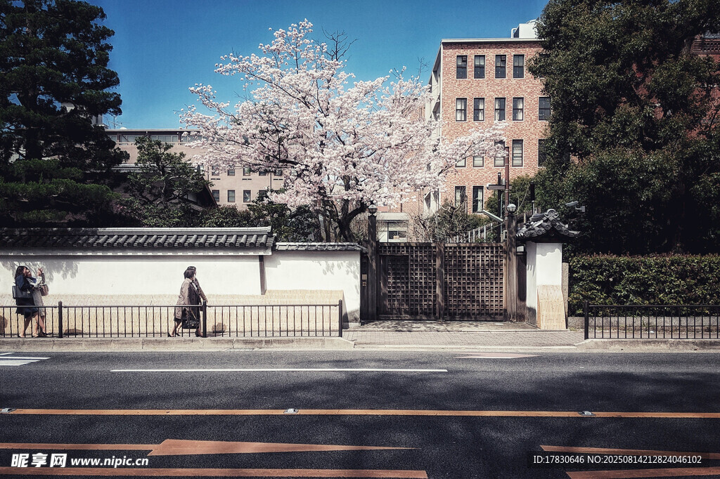 校園春日櫻花綻放美景