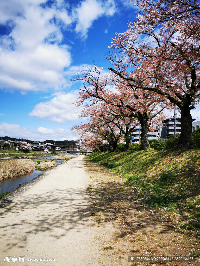 春日河畔櫻花小道美景