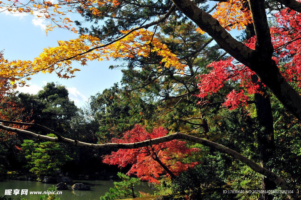 秋日多彩樹林美景