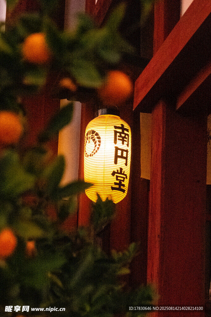 中式燈籠掛于橘樹旁