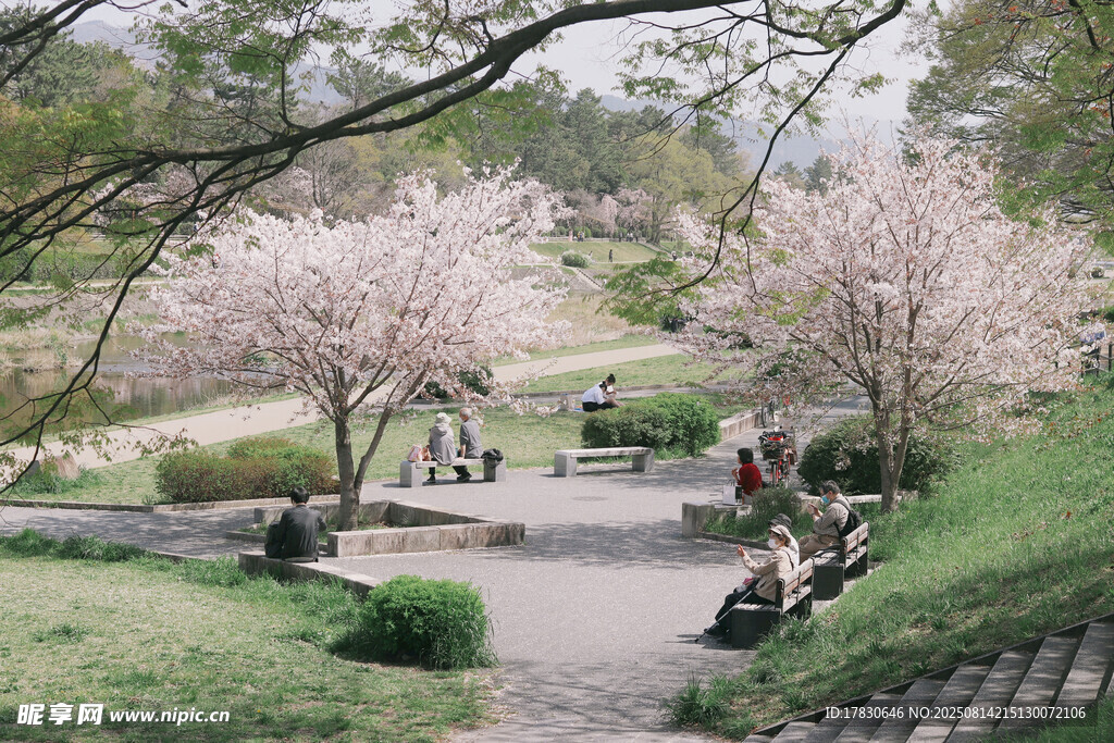 春日櫻花下的公園休閑場景