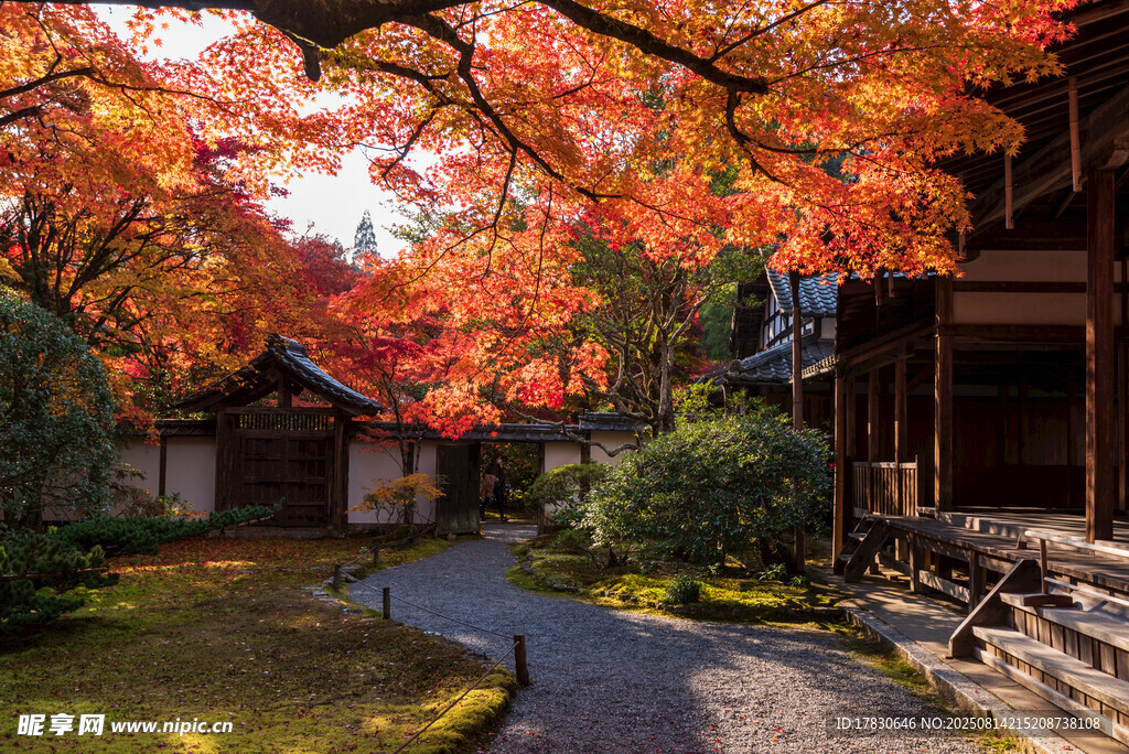 秋日古雅庭院楓葉美景