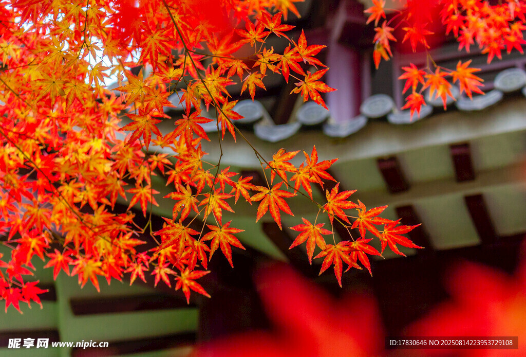 南京中山植物園紅楓