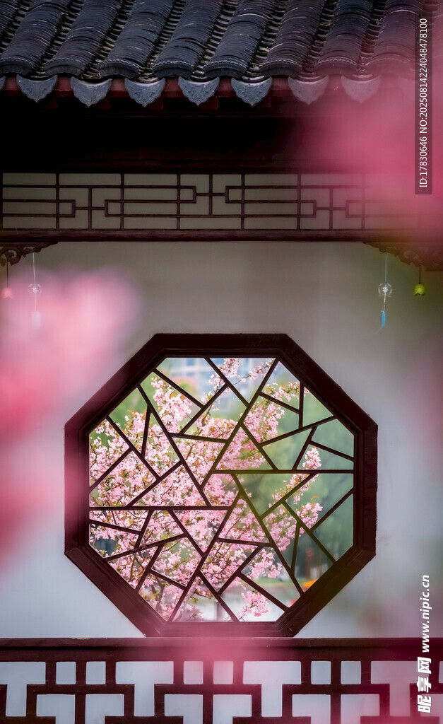 南京莫愁湖公園春天的植物海棠