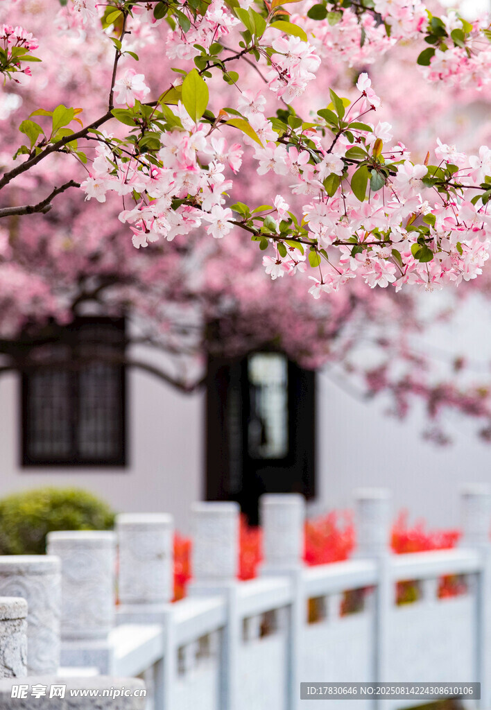 南京莫愁湖公園春天的植物海棠