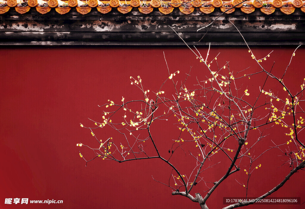南京明孝陵紅墻與春天的臘梅