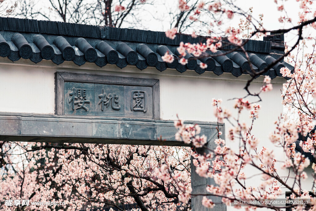 南京玄武湖櫻洲春天的櫻花