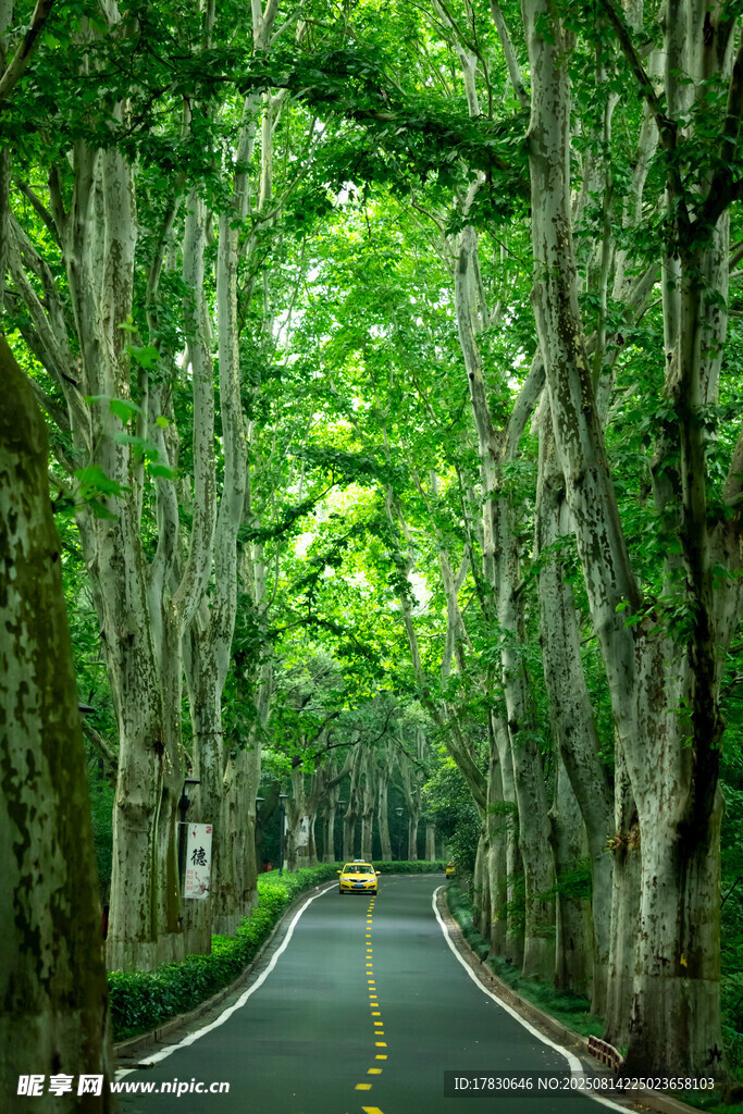 南京中山植物園路
