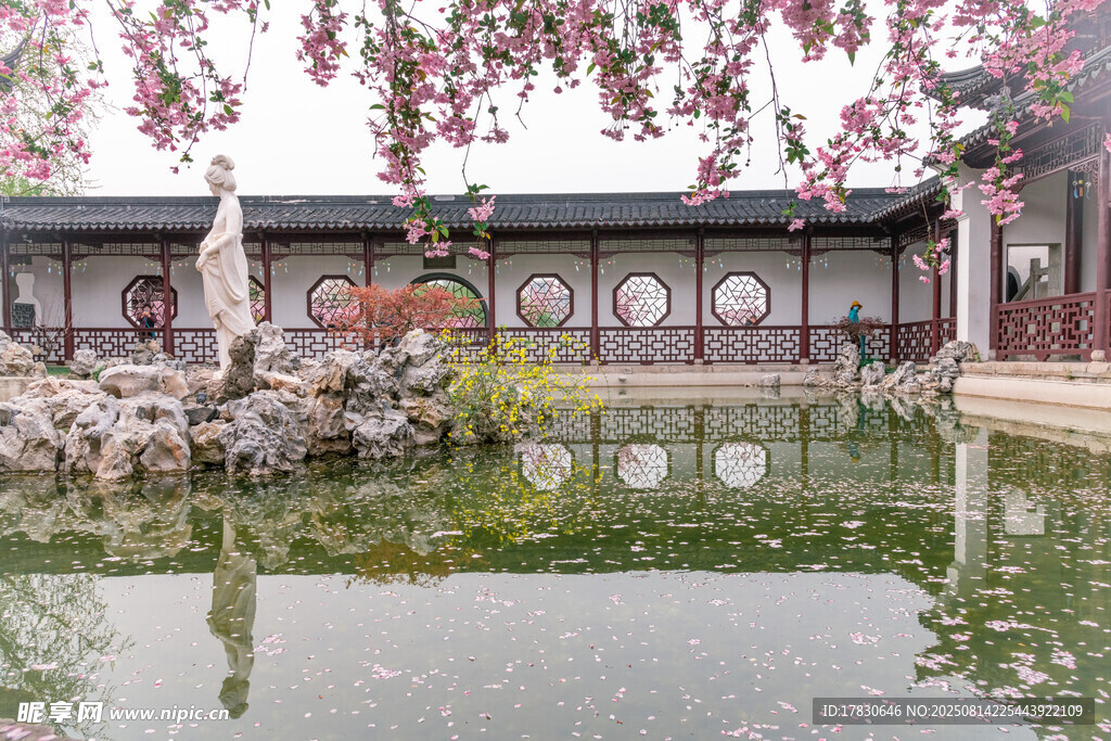 南京莫愁湖公園春天的植物海棠