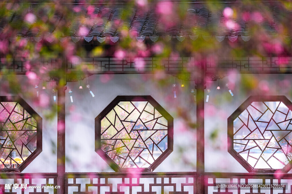 南京春天莫愁湖公園的海棠花
