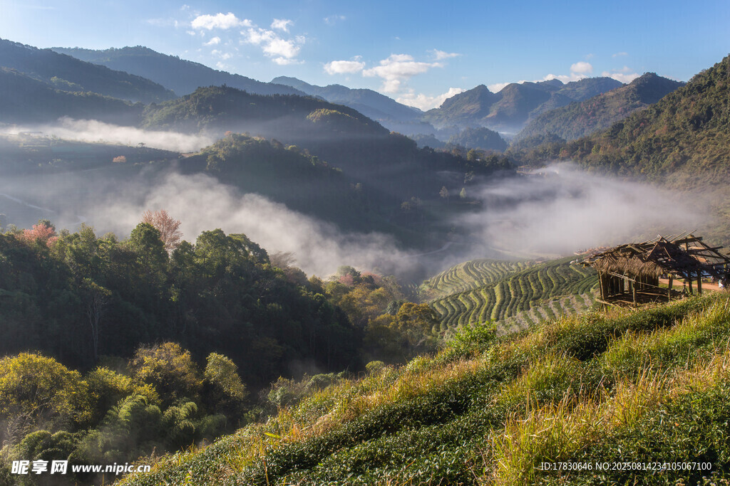 茶園美麗景觀