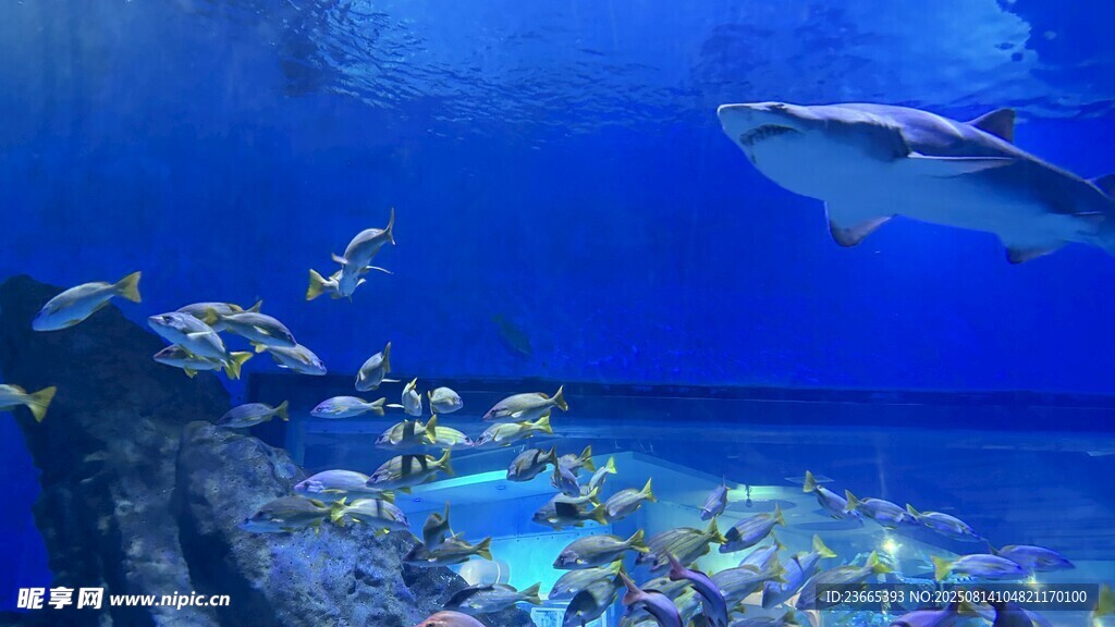 海底世界魚類與鯊魚共游