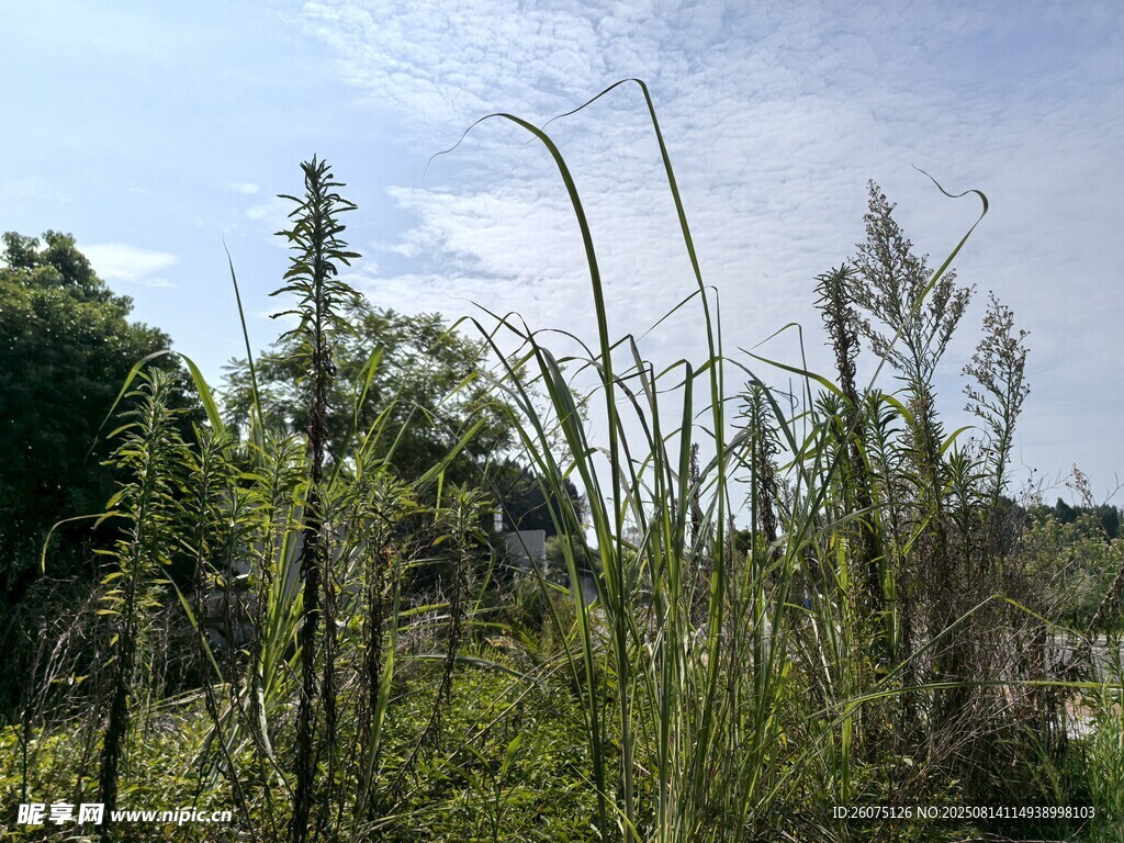 野外繁茂綠植景觀