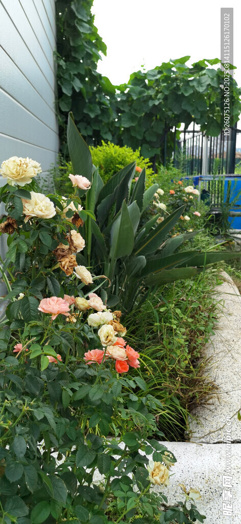 花園小徑旁的多彩花卉