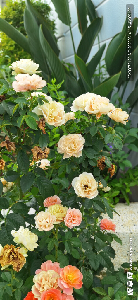 多彩花卉綻放于綠植間