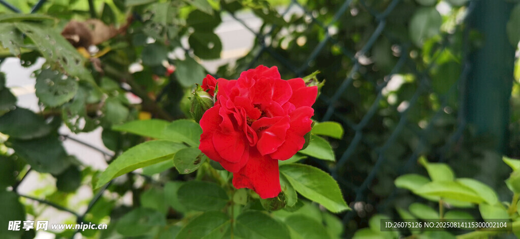 嬌艷紅花朵綻于綠葉間