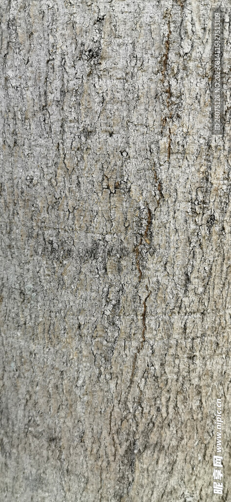 粗糙樹(shù)皮紋理特寫(xiě)