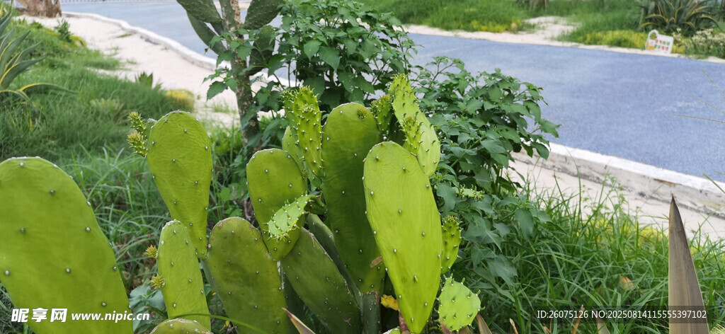 路邊的翠綠仙人掌植物