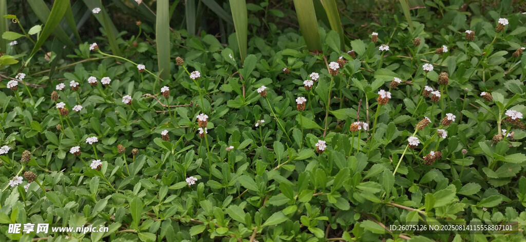 繁茂綠植中的白色小花