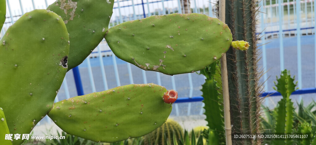 開紅花的仙人掌植物