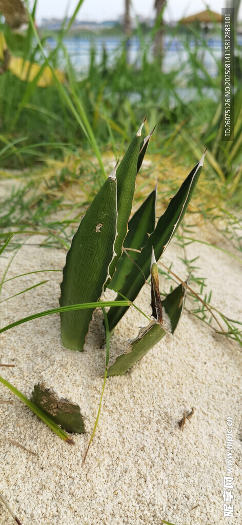 沙地上的嫩綠仙人掌植株