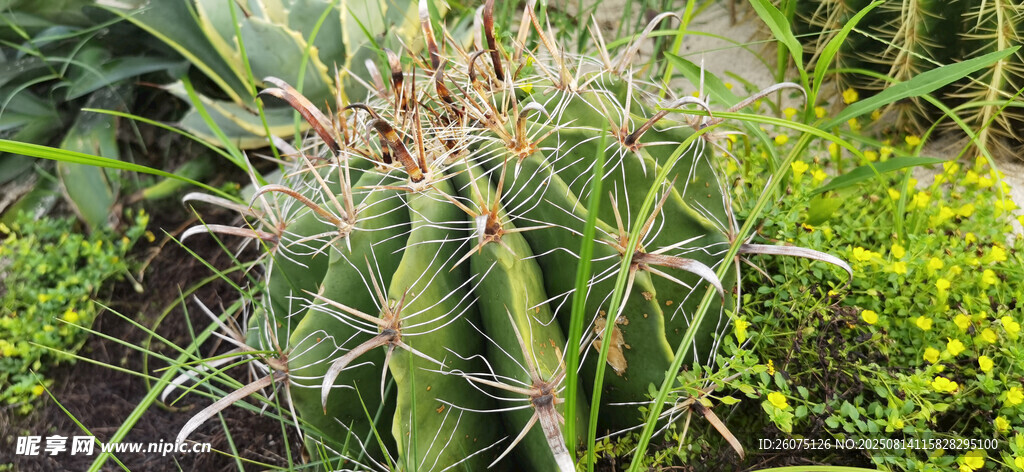 帶刺的仙人掌綠植景觀