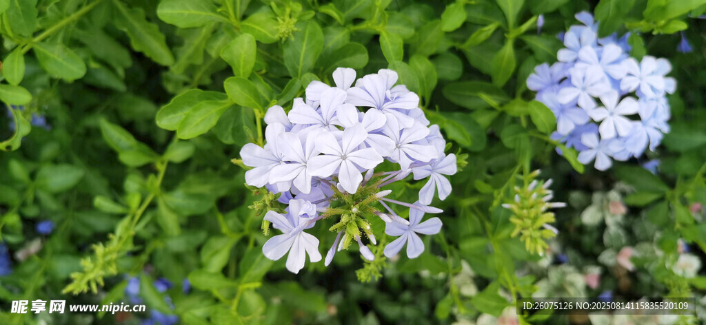 清新淡雅的藍(lán)雪花綻放