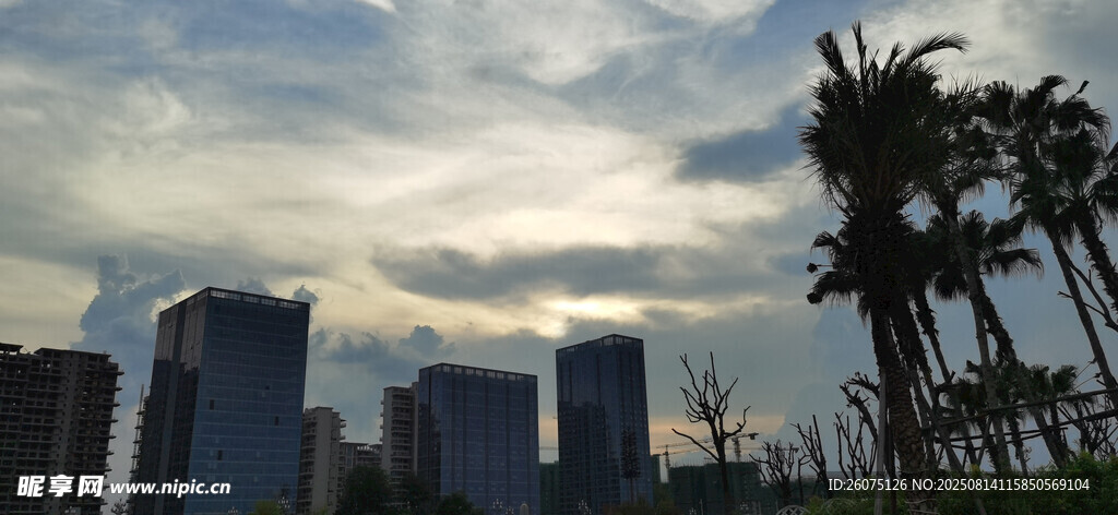 城市天際線與棕櫚樹景觀