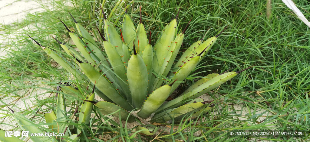 野外生長的綠色多肉蘆薈植物