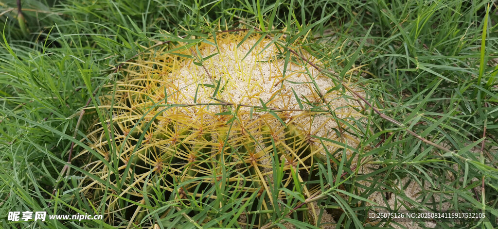草地上的仙人球局部特寫
