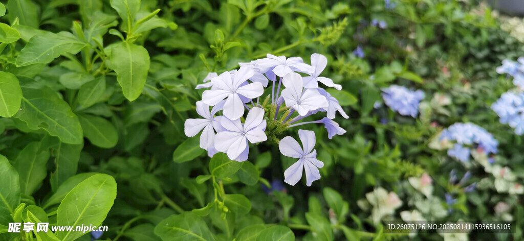 清新綻放的藍(lán)雪花