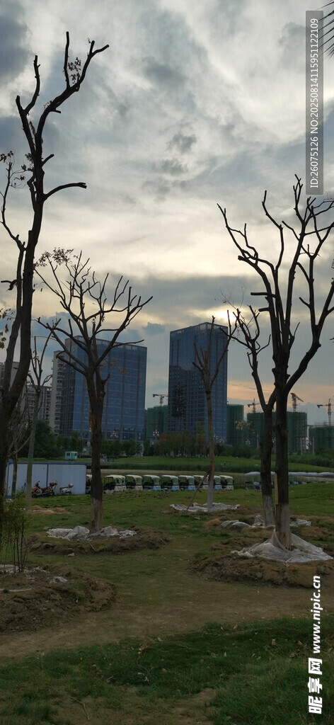 黃昏下城市邊蕭瑟樹木景觀