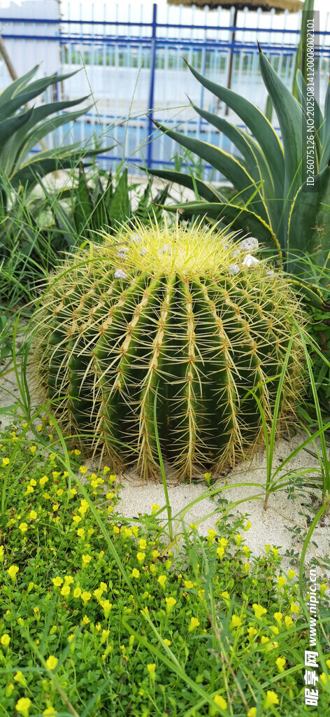 仙人球綠植景觀
