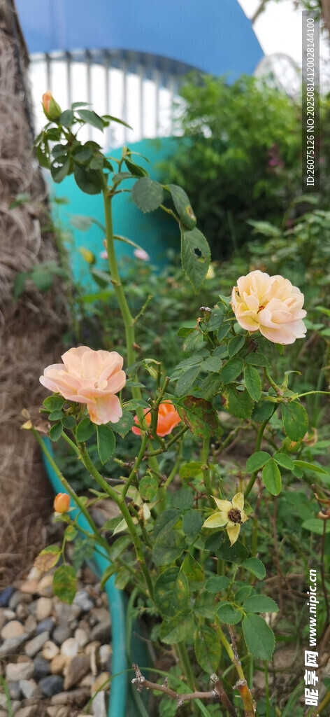 花園中的嬌艷盛開花朵